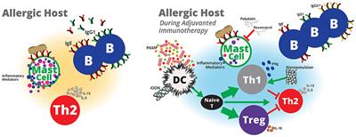 Frontiers | Adjuvanted Immunotherapy Approaches For Peanut Allergy